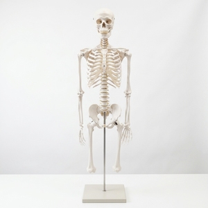 Modèle <span class=keywords><strong>de</strong></span> <span class=keywords><strong>squelette</strong></span> humain grandeur nature 180 cm pour l'enseignement <span class=keywords><strong>de</strong></span> l'anatomie avec bras et jambes amovibles - Product Image 5