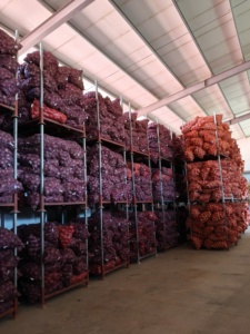 New Crop Fresh Red &amp; Yellow <strong>Onions</strong> | Wholesale Fresh Vegetables | Bulk Fresh <strong>Onions</strong> for Sale - Product Image 5