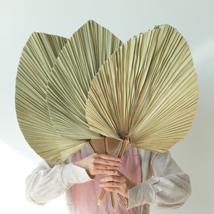 Haute qualité grand ventilateur de feuilles tropicales de palmier sec naturel vraies feuilles de palmier séchées pour décorations de remise des diplômes de mariage fleurs séchées - Product Image 1