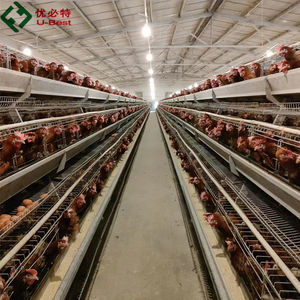 Nouvelle cage à poules automatique robuste de <span class=keywords><strong>type</strong></span> <span class=keywords><strong>A</strong></span>, en acier galvanisé à chaud, durée de vie de plus de 18 ans, pour l'élevage avicole - Product Image 4
