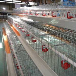 Gabbia per Galline Ovaiole in Acciaio Inossidabile Tipo H, Gabbia per Polli da 3-4 Livelli, Capacità 96-128 Uccelli - Product Image 4