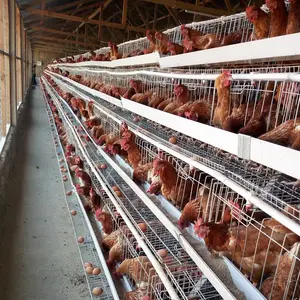 Best Sale Egg Chicken Poultry Farming Equipment Battery Layer Cages In South Africa