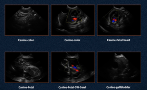 Sistema de Diagnóstico Ultrassônico Color Doppler, Máquina de Ecocardiografia Portátil, Ecógrafos Veterinários - Product Image 3