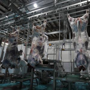 Комплектное оборудование для убоя крупного рогатого скота: линия переработки, машина для разделки туш для животноводства - Product Image 3