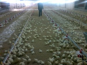 Comedero automático de 14 rejillas y 14 vías para aves de corral, antidesperdicio, de gran capacidad, para sistema de cría plana de pollos de engorde - Product Image 6