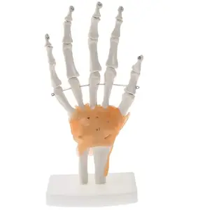 Modelo educacional tamanho da vida mão junção com ligamentos modelo esqueleto