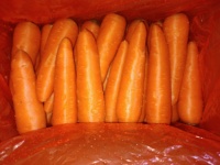 Carottes fraîches récoltées récemment, nettoyées et lavées, de haute qualité
