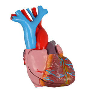 Modèle d'anatomie cardiaque humaine en PVC naturel grandeur nature pour l'enseignement des leçons d'anatomie - Product Image 6