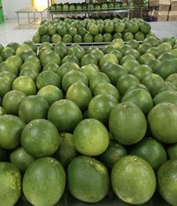 Grossiste en pamplemousse frais du Vietnam Pelures fines de fruits de pomelo bio 70% maturité juteuse saveur aigre-douce - Product Image 2