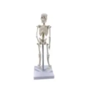 BMN/L013 montre la composition et la morphologie du squelette du corps masculin