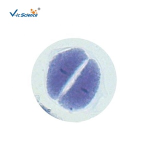 Juego de Portaobjetos de <span class=keywords><strong>Microscopio</strong></span> para Ciencias Médicas, Muestra de <span class=keywords><strong>Mitosis</strong></span> y Meiosis de Zea Mays, Material Educativo para la Enseñanza - Product Image 3