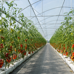 Solution professionnelle de serres agricoles en film pour les exploitations commerciales de tomates, concombres, laitues, fraises et légumes - Product Image 3