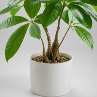 Mini plante artificielle Pachira Aquatica en pot, arbre à monnaie vert réaliste avec pot blanc pour la décoration de bureau, de maison ou de table, vente en gros