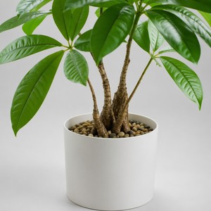 Mini Planta Artificial de Pachira Aquatica en Maceta, Árbol del <span class=keywords><strong>Dinero</strong></span> Verde Realista con Maceta Blanca para Decoración de Oficina, Hogar y Mesa, Venta al por Mayor - Product Image 4