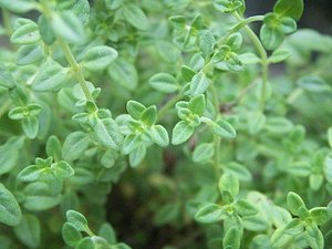 Produttori che vendono tè <span class=keywords><strong>timo</strong></span> <span class=keywords><strong>timo</strong></span> in fiore tè <span class=keywords><strong>timo</strong></span> dimagrante - Product Image 3