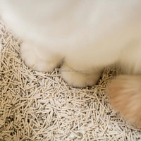 Litière pour chat à agglomération rapide et contrôle des odeurs |   Mélange Bentonite-Tofu Sans Poussière et Lavable |   Approvisionnement en gros d'usine
