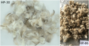 <span class=keywords><strong>Plume</strong></span> <span class=keywords><strong>de</strong></span> <span class=keywords><strong>canard</strong></span> naturelle teinte en gros pour l'artisanat bricolage chapeau Costume accessoire carnaval fête mariage maison Halloween <span class=keywords><strong>d</strong></span>écor - Product Image 3