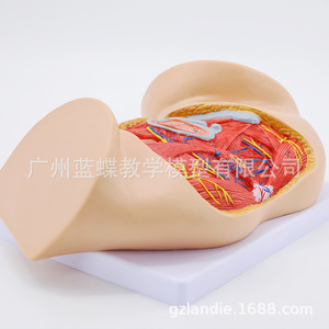 Modèle de périnée féminin, modèle d'anatomie périnéale, modèle d'anatomie gynécologique, modèle d'anatomie reproductive féminine - Product Image 2