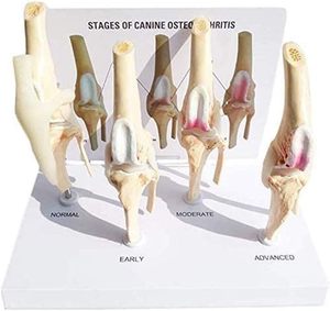 Modèle d'enseignement fonctionnel de luxe éducation en sciences médicales 4 étapes arthrite du genou anatomie chien kit de modèle d'articulation du genou - Product Image 2