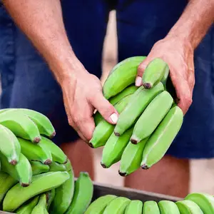 グリーンバナナパウダー