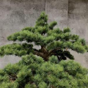 Nhân Tạo Thông Chi Nhánh Lớn Trong Chậu Nhà Máy Tùy Chỉnh Cảnh Quan Cây Thông Nhân Tạo Cây Thông Bonsai Cây Cây Thông Cho Trang Trí Nội Thất - Product Image 4