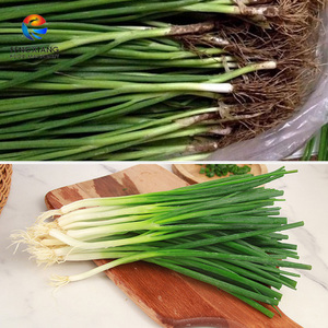Macchina Commerciale per Pelatura e Lavaggio di Scalogno, Cipollotti, Germogli d'Aglio, Erba Cipollina e Cipolle Verdi - Product Image 6