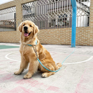 Groothandel Duurzaam Nylon 20M 10M 5M Lengte Hondenriem Kraag Set Goedkope Gevulde Outdoor <span class=keywords><strong>Training</strong></span> 30ft 50ft Huisdier Touw Snoeren Lopen - Product Image 5