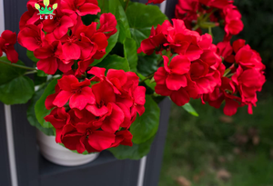 <span class=keywords><strong>Geranios</strong></span> <span class=keywords><strong>artificiales</strong></span> de seda para decoración del hogar, plantas de jardín, <span class=keywords><strong>geranios</strong></span>, Rojo - Product Image 4