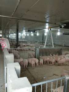 Conception OEM ODM Clôture pour porcs de type US Clôture pour porcs Tuyau en acier chaud GLV de haute qualité pour l'agriculture Palier d'engraissement pour porcs - Product Image 6