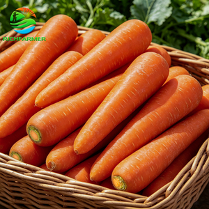 Offerta Speciale 2026: Carote Arancioni Fresche di Grado A, Croccanti <span class=keywords><strong>e</strong></span> Dolci, Vendita all'Ingrosso per Importatori Alimentari Globali - Product Image 6
