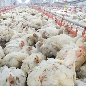 High Quality Automatic Poultry Equipment Chicken Broiler Farming For Sale