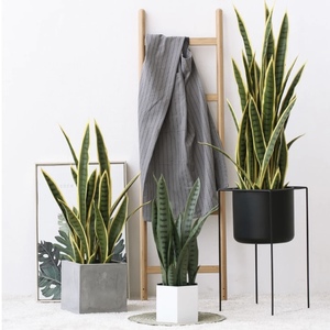 Venta caliente Artificial Tigre Orquídea Serpiente <span class=keywords><strong>Plantas</strong></span> Bonsai <span class=keywords><strong>Plantas</strong></span> para <span class=keywords><strong>Amazon</strong></span> Planta de decoración artificial - Product Image 6