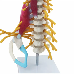Modèle de colonne cervicale modèle de vertèbre cervicale modèle de <span class=keywords><strong>squelette</strong></span> humain pour l'enseignement des sciences médicales - Product Image 5