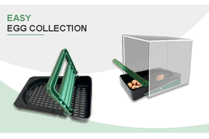 Las gallinas ponedoras son alojadas en gallineros metálicos de tres orificios con bandejas para <span class=keywords><strong>huevos</strong></span> y cajas de anidación. - Product Image 6