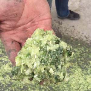 Broyeur électrique multifonctionnel en acier inoxydable 304 pour la transformation des aliments, pour ensilage de maïs, pommes de terre, carottes - Product Image 1