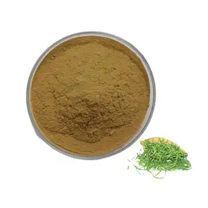 Factory Supply Food Quality Plant Extract Green Tea Extract 20% Theanine