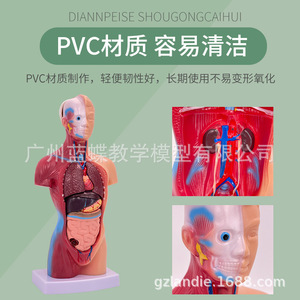 Modelo de anatomía humana de 28 cm (ortuga, órganos internos, corazón), material didáctico médico, esqueleto, juguete educativo para niños - Product Image 5