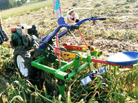 Petite machine à récolter les pommes de terre, équipement de récolte d'oignons à une rangée, équipement de récolte de carottes pour la récolte du gingembre