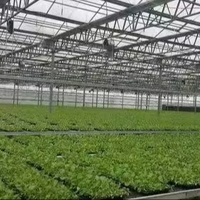 Hete Aanbieding: Op Maat Gemaakte Hoge Kwaliteit Grote Multi-Span Venlo Kas met Gehard Glas en Heetgedoopte Gegalvaniseerde Stalen Frame