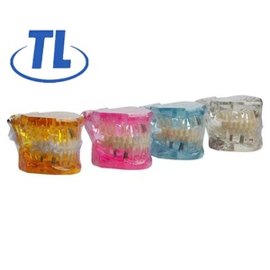 Modello di Denti Permanenti in Resina Trasparente Ambrata, Modello Dentale Articolato Standard per l'Insegnamento Orale - Product Image 1