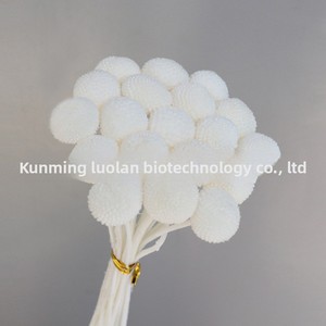 Fiori Preservati, Palline Dorate, Materiali Naturali per Decorazioni Floreali Fai-da-Te, Accessori, Vendita all'Ingrosso dalla Fabbrica Cinese - Product Image 4