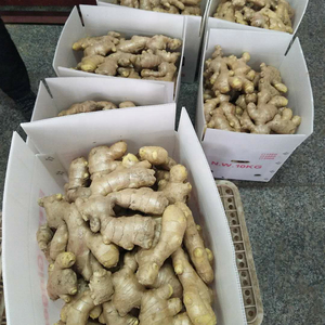 Jahe kering segar, aroma jahe segar harga grosir 100g + - Product Image 3