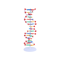 Modèle de structure de l'ADN à double hélice - Jouet éducatif en PVC durable pour l'école