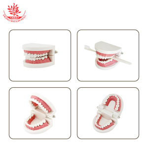 แบบจำลองฟันสำหรับเด็กอนุบาล ของเล่นเสริมการเรียนรู้การแปรงฟัน แบบจำลองการแปรงฟันสำหรับการสอนด้านช่องปาก - Product Image 4