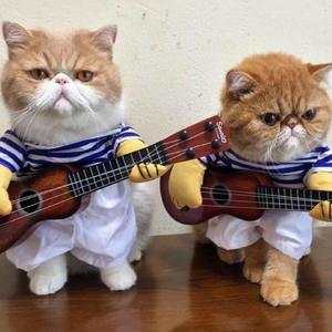 थोक प्यारा हेलोलीन बिल्ली कुत्ते कोस्प्ले आउटफिट के परिधान एक चाकू हेलोलीन डॉक्टर कुत्ते बिल्ली की पोशाक - Product Image 2