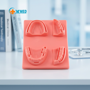 Maniquí Simulador <span class=keywords><strong>de</strong></span> cirugía dental con logotipo personalizado para estudiantes universitarios, escuela, estomatología, ciencias médicas, embalaje <span class=keywords><strong>de</strong></span> cartón - Product Image 1