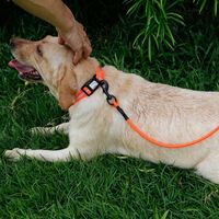 Collier pour chien en PVC souple, imperméable, réfléchissant, avec logo personnalisé Muker, design cartoon de luxe, fermeture rapide, équipement d'entraînement pour chats et autres animaux de compagnie