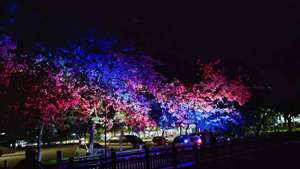 Luces LED RGBW Personalizadas y Coloridas con Forma de Árbol, con Luz Blanca, para Decoración Navideña de Exterior, IP65 - Product Image 1