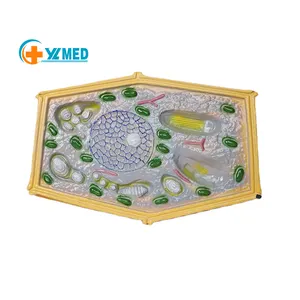 Enlarged anatomical model Plant cell model for equipment biology teaching in middle school