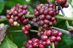 กาแฟโรบัสต้า ดาลาคอน ดักแลค 250 กรัม คั่วเข้ม รสขม พรีเมียม ผลิตจากเมล็ดกาแฟทั้งเมล็ด กระบวนการผลิตแบบธรรมชาติ/แห้ง ความชื้นต่ำ อายุการเก็บรักษานาน - Product Image 5
